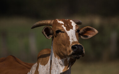 portrait of a cow