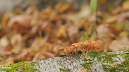 Obraz premium Huge number of mushrooms in forest. Honey fungus or armillaria mellea. Pan.