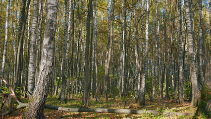 Colored trees in sunlight in autumn forest. Gorgeous autumn forest scenery. Tilt up.