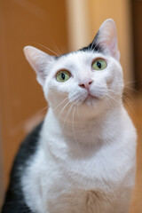Thai black and white cat looking at the camera. It is a domestic shorthair cat with a tuxedo pattern with white fur and black markings on the head