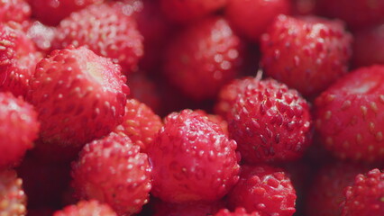 Wild red strawberries picked in the forest. Fresh vitamins in food. Close up. Pan.