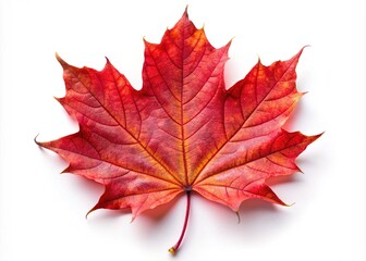Obraz premium Vibrant red maple leaf isolated on white background, symbolizing autumn's arrival, featuring delicate veins and curved edges, evoking feelings of cozy fall weather nostalgia.