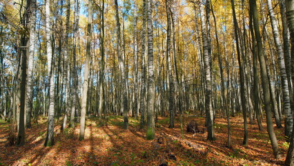 Autumn forest with leaves fall on ground landscape. Fall design. Pan.