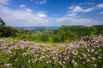 A Mississippi River Scenic Landscape with Wildflowers
