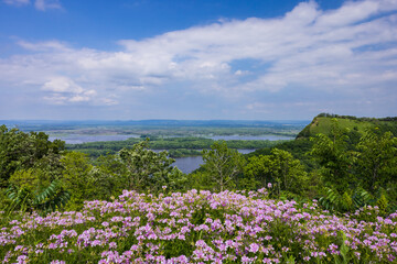 Obraz premium A Mississippi River Scenic Landscape with Wildflowers