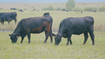 Fototapeta premium Black cow grazes in a pasture. Animals and nature concept. Black cows grazing in rural countryside. Selective focus.