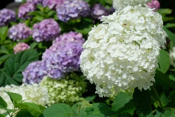 blooming flower of hydrangea tree	
