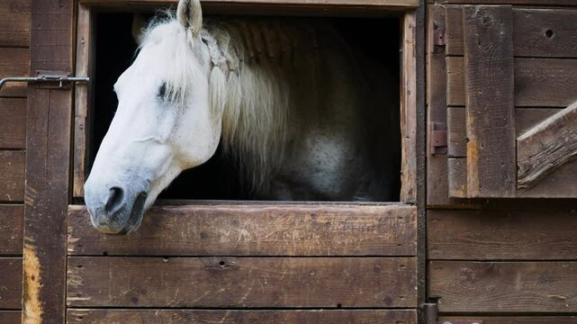 A beautiful white mare with a long mane, chewing grass and hiding in a stall