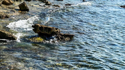 Waterfowl resting on a rock over the sea, where it can rest, drink water, fish and eat fish or take flight by flapping its wings.