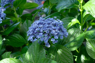 blooming flower of hydrangea tree	