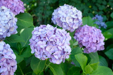 violet hydrangea in full blooming