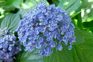 blooming flower of hydrangea tree	