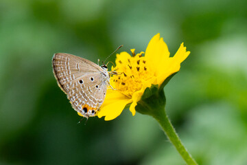 A butterfly with brown wings sits delicately on a yellow flower, showcasing the beauty of nature in a summer garden.