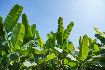 Banana plantations where the leaves are harvested to be used as natural food wrapping.