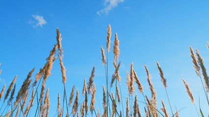 Obraz premium Reeds sway on wind with sun rays. Young reed stalks sway in wind at sunset. Low angle view.