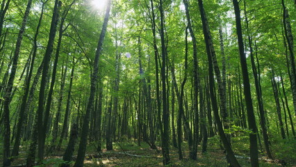 Fototapeta premium Forest in early autumn with a lot of nice colors from the shining sun. Nature sunny summer sun rays shimmer. Time lapse.