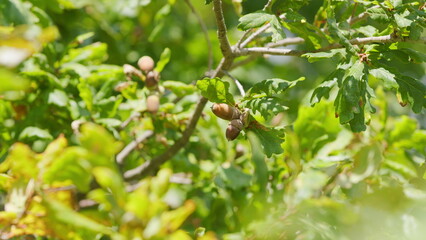 Branch with brown acorns swaying in a light wind breeze. Acorns on oak tree. Slow motion.