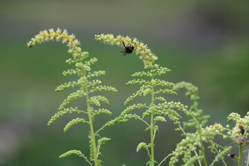 Actaea dahurica flower in the garden. Black cohosh.