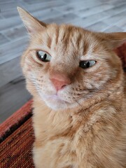 Chat © Laurie
