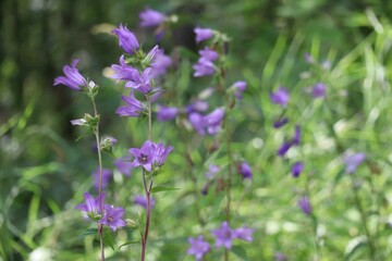 large Campanula