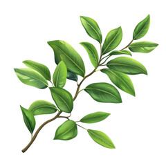 Fototapeta premium Illustration of a green leafy branch with detailed vibrant leaves, perfect for nature-themed designs, backgrounds, and eco-friendly concepts.