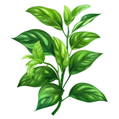 Vibrant green leafy plant with lush foliage, perfect for nature, botanical, and gardening themes.
