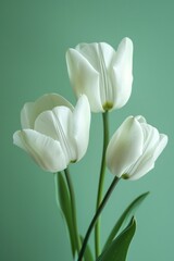 Three elegant white tulips in vase on green background, perfect for spring decor and beauty themes