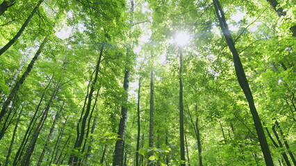 Obraz premium Deciduous forest. National park tree forest with old tree trunks and green foliage. Time lapse.