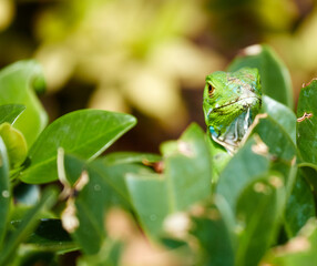 Camouflage