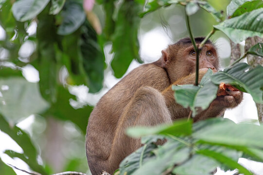 Cute funny monkey hiding in foliage on the tree in the jungle of Borneo Malaysia