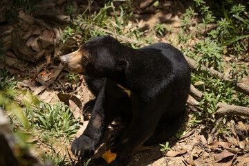 Sun Bear eating papaya in Borneo sanctuary Sabah Malaysia