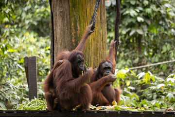 Orangutang in the Sepilok sunctuary Malaysia