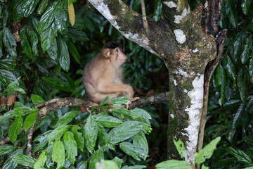 Cute funny monkey hiding in foliage on the tree in the jungle of Borneo Malaysia