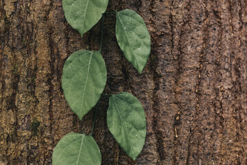 Ivy plant climbing the tree trunk in the jungle