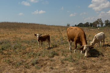 Pasture for large horned animals in the dry summer