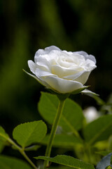 a white rose in front of a dark blurred background looks like a mourning card