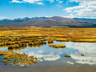 Stunning landscape in Salinas Y Aguada Blanca National Reserve with wild duck swimming in a natural...