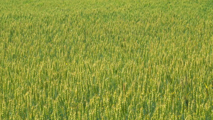 Sunlight bathing idyllic field of wheat swaying in wind. Ripening wheat field at summer day. Selective focus.