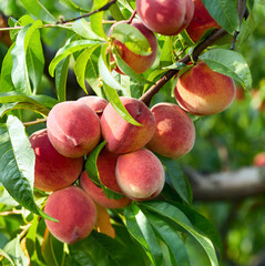 Ripe peaches fruit in garden