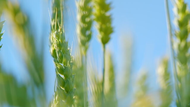 Green yellow wheat crop standing in field and blowing in wind. Bright gold green mid summer growth. Low angle view.