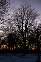 Winter twilight scene: Silhouettes of bare trees against dramatic sky. Snowy foreground creates serene atmosphere. Image represents solitude, time passage, seasons, introspection, and natural beauty.