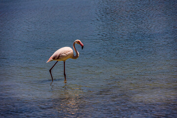  pink flamingos birds on the lake in Calpe, Spain