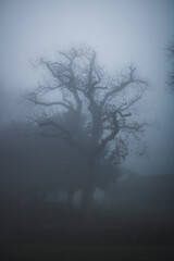 Schattenbaum im dichten Nebel