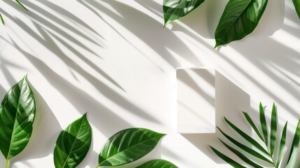 Top view of a white background with shadows and green leaves showcasing a layout for presenting promotional products cosmetics or sales Copy space image