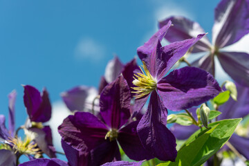 close-up of purple Clematis viticella on a blue sky (with possible space for copy)