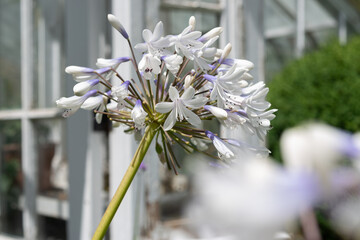 agapanthus africanus or lily of the nile close-up