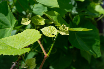 shallow depth of field focus on a tender grape shoot in spring