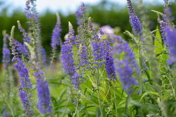 close-up of speedwell or veronica in bloom in an early summer garden