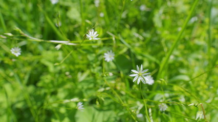 Greater stitchwort, stellaria holostea flowers. Wild little white flowers of stellaria holostea, rabelera holostea. Slow motion.