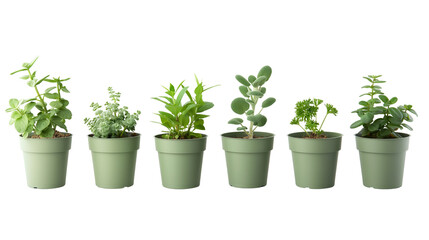 Herbs in a green pot isolated on white